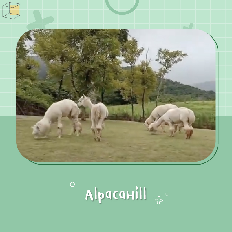 พาลูกเที่ยว AlpacaHill