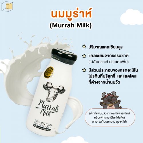 นมควาย นมมูร่าห์ (Murrah Milk)